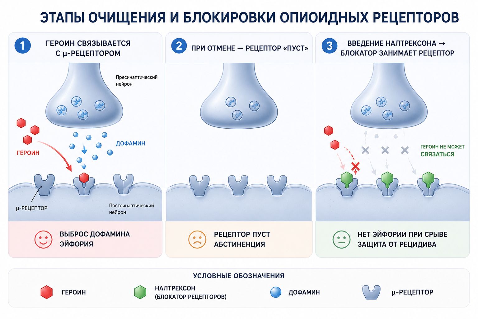 Этапы очищения и блокировки опиоидных рецепторов инфографика